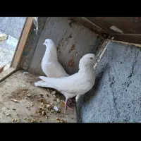 کبوتر کاشانی