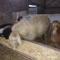 قوچ مغانی|حیوانات مزرعه|شیروان (خراسان), |دیوار