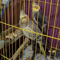 عروس هلندی|پرنده|بندر ماهشهر, |دیوار