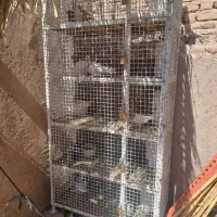 جفتگاه کبوتر