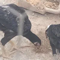 ۴ عدد جوجه لاری اصل جنس دار