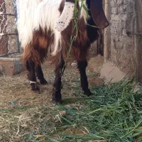 فروش گوسفند نر داشتی|حیوانات مزرعه|رونیز, |دیوار