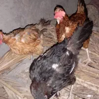 مرغ تخمگذار