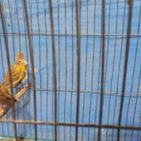 قناری ماده|پرنده|خمینی‌شهر, |دیوار