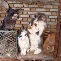 خرگوشای دورگه جوان|موش و خرگوش|مینودشت, |دیوار