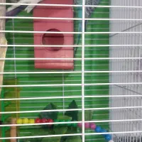 مرغ عشق|پرنده|مشهد, زمرد|دیوار