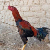 خروس لاری 9ماهه|حیوانات مزرعه|لاجان, |دیوار