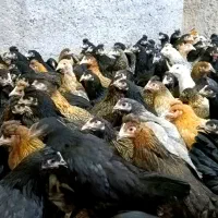 مرغ جهادی نژاد تخمگذار|حیوانات مزرعه|کاشان, خرمدشت|دیوار