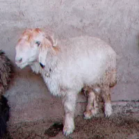 کووه نرمیشی چاق ومست