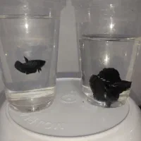 فایتر سامورایی