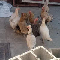 11عددمرغ محلی|موش و خرگوش|نرماشیر, |دیوار