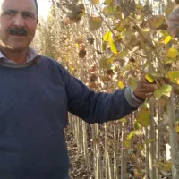 فروش نهال های سنوبر و پیوندی بصورت عمده