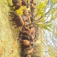 گوسفند|حیوانات مزرعه|ماهنشان, |دیوار