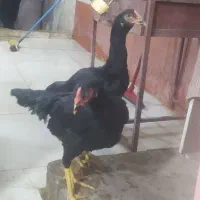 غاز و مرغ بوقلمون