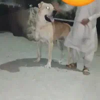سگ زرد گله گی