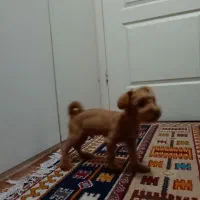 سگ پودل قهوه‌ای