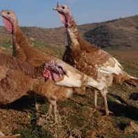 بوقلمون نژاده بوربورن