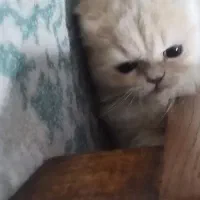 واگذاری پرشین اسکاتیش