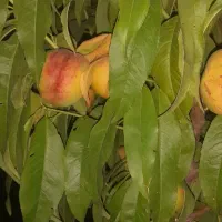 باغ در روستای هندور|فروش خانه و ویلا|ماکو, |دیوار