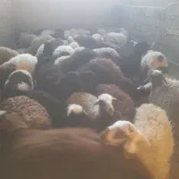 شیشک کشتاری چاق