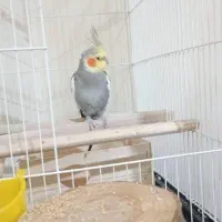 عروس هلندی|پرنده|رشت, منظریه|دیوار