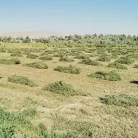 تخم رنجر مائوپا ویژه|خدمات باغبانی و درختکاری|سمیرم, |دیوار