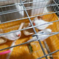 فنچ کینگ انگلیسی و اورنج