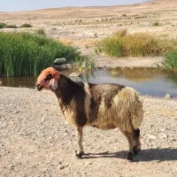 میش اصل ترکی|حیوانات مزرعه|شیراز, حومه شیراز|دیوار