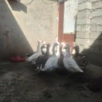 غاز محلی