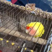 طوطی برزیلی صورت هلویی نیمه اهلی 6ماهه|پرنده|بندر امام خمینی, |دیوار