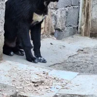 میش بره بز سگ|سگ|مبارکه, |دیوار