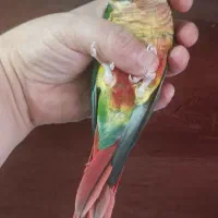 گرینچیک  یلوساید|پرنده|شهر ری, شهادت|دیوار