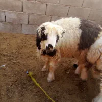 سلام دوتا کوه چاق|حیوانات مزرعه|ایذه, |دیوار