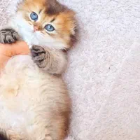 گربه های اشرافی iran cats|گربه|شیراز, ابیوردی|دیوار