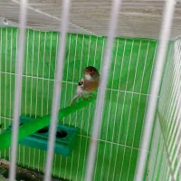 قناری ماده اماده جفت ابلغ بسیار تمیز|پرنده|تربت‌حیدریه, باغ سلطانی|دیوار