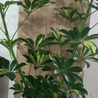 فروش گل تزئینی|گل و گیاه طبیعی|مهریز, |دیوار