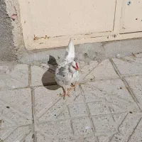 مرغ گلین|حیوانات مزرعه|شیروان (خراسان), |دیوار