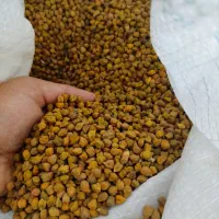 لپه محلی ریز ودال عدس