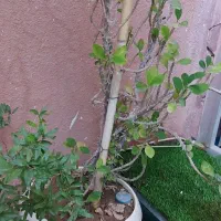 گل مرجان بزرگ