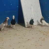 کبوتر طوقی|پرنده|لامرد, |دیوار