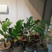 زاموفیلیا گل آپارتمانی|گل و گیاه طبیعی|شهریار, شهرک شاهد|دیوار