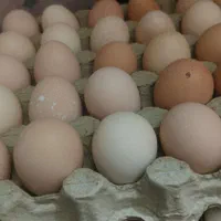 تخم مرغ محلی