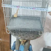 قفس سهره حسین فضلی آک