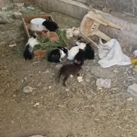 خرگوش|موش و خرگوش|بیرجند, |دیوار
