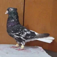 کوهی دم سفیدنرچشم نوک سفید40 سانتی کله قوچی|پرنده|اهواز, شهرک محلاتی|دیوار