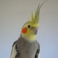 عروس هلندی گم شده