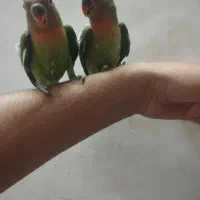 کوتوله سرلاکی و تازه دون خور
