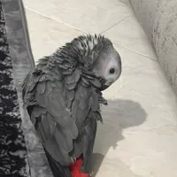 طوطی کاسکو دم قرمز|پرنده|بندرعباس, |دیوار