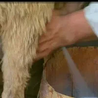 میش آبست ،جوان‌.