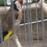 سره لرستان جفتی هر رنگ قناری شرور